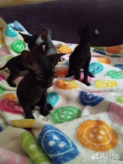 Сфинкс котята