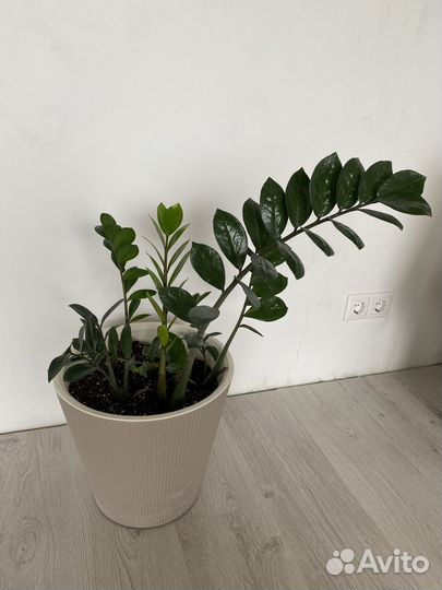 Замиокулькас большой