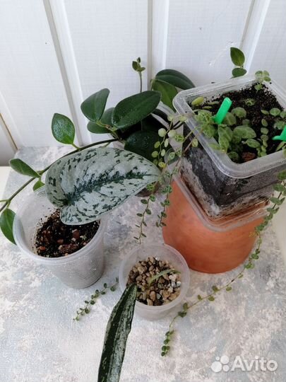 Сциндапсус пиктус экзотика