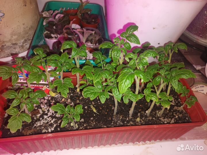 Рассада томатов Горшечный Каменный Балконный