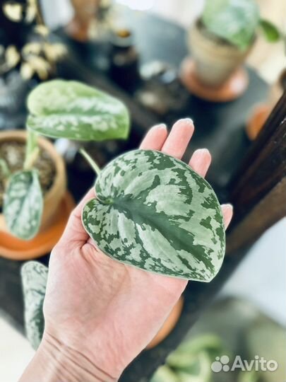 Сциндапсус Треби Экзотика