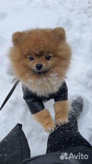 Ищем невесту Померанский шпиц вязка кобель