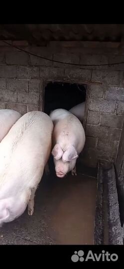 Свиньи живым весом
