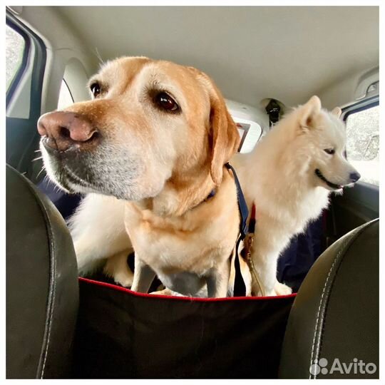 Зоотакси «Пэт мобиль», перевозка животных