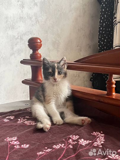 Кошечка Мия