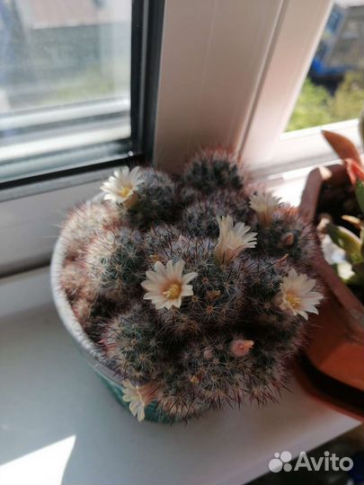 Мамиллярия