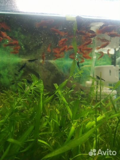 Аквариумные рыбки меченосцы