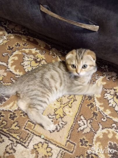 Котята