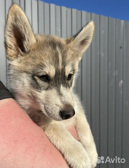 Щенки Хаски