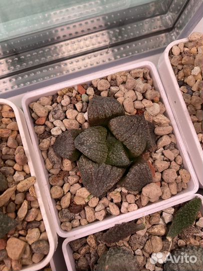 Суккуленты