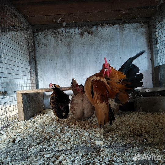 Куры породы малазийская серама