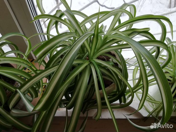 Хлорофитум Бонни кудрявый, 8 растений