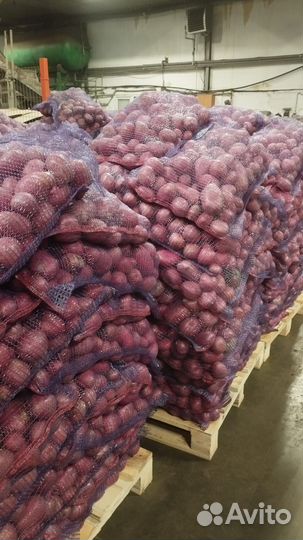 Продам картофель оптом мытый