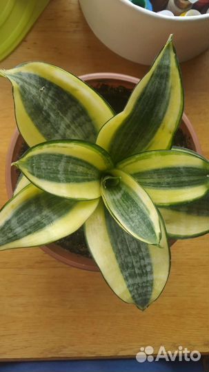 Сансевиерия ханни голд