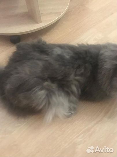 Вычес котов и кошек