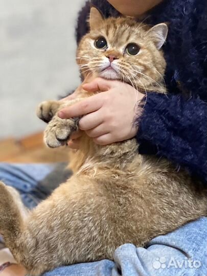 Кошка на вязку