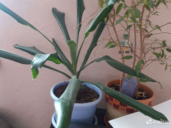 Юкка или драцена