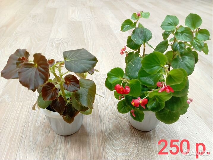 Кактус Гимнокалициум,Бегония,Каллизия,Сансевиерия