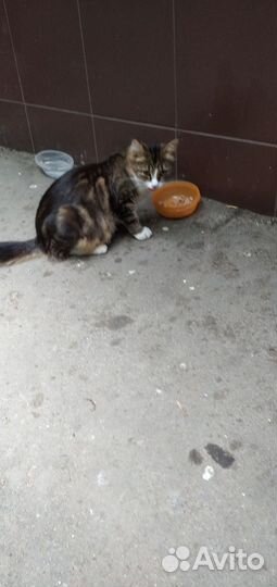 Трёхцветная кошечка