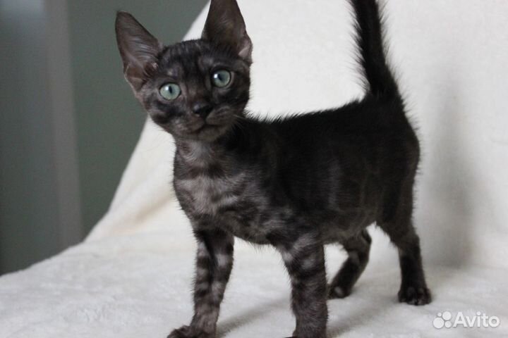 Мальчик черный бенгал красавчики