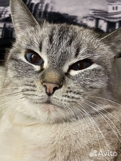 Кошка в дар