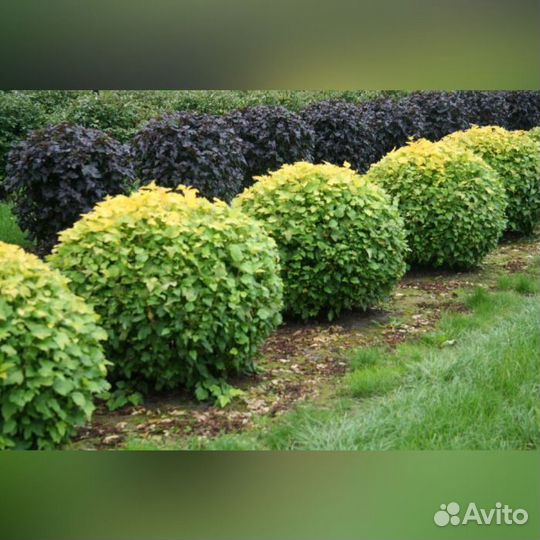 Саженцы пузыреплодник