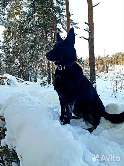 Дрессировка и обучение собак кинолог