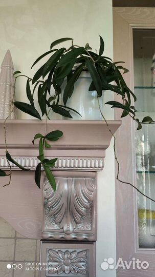 Хойя Минибель