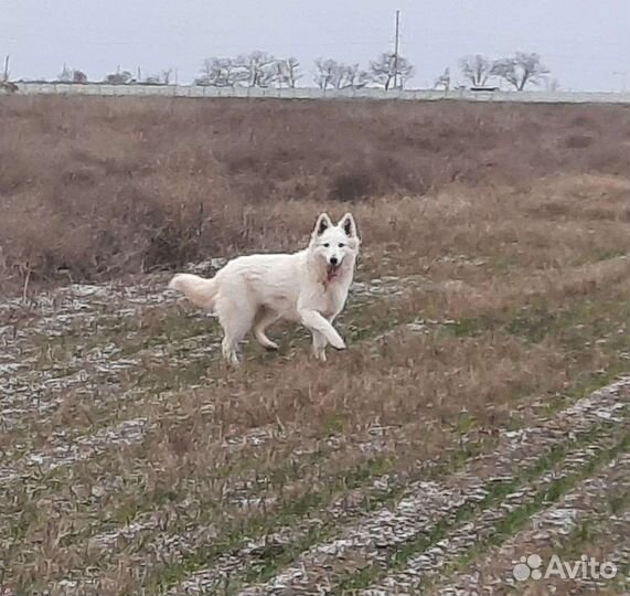 Собаки щенки