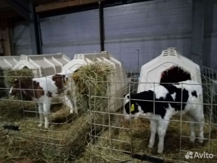 Телята. Бычки