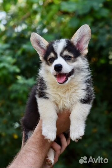 Вельш корги пемброк