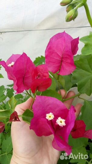 Бугенвиллея