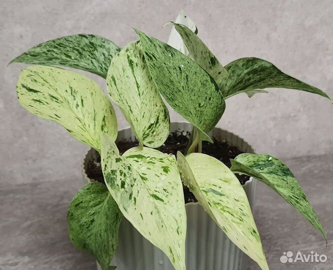 Сциндаптус Snow Queen