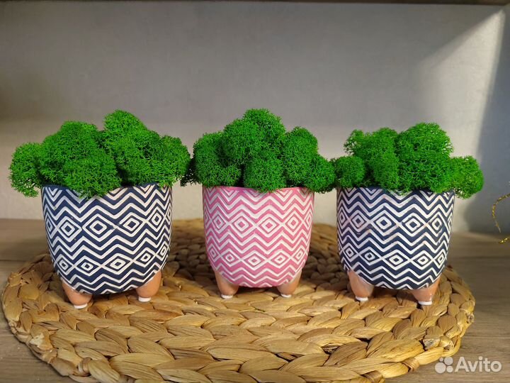 Стабилизированный мох в кашпо