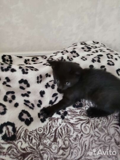 Котенок (девочка) 1,5 месяца