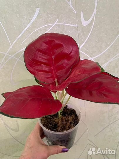 Аглаонема Рэд