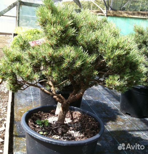 Сосна обыкновенная бонсай 200/250 Pinus sylvestris