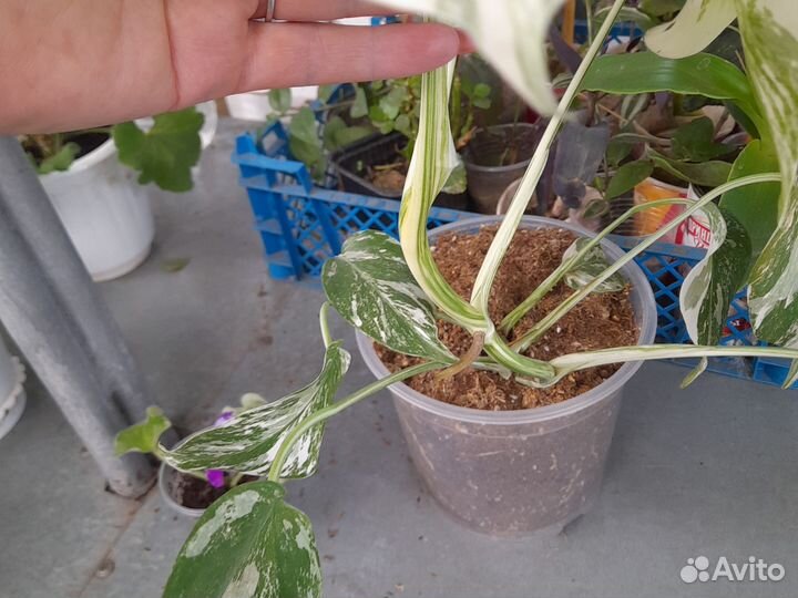 Монстера Альба