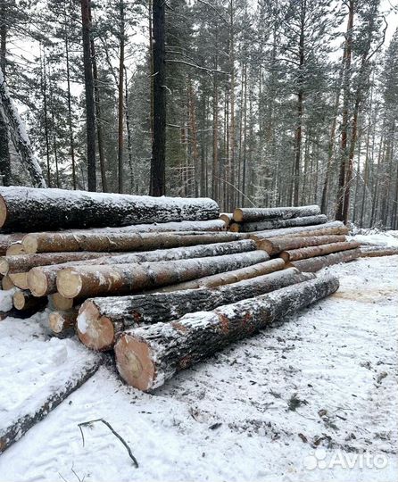 Лес кругляк