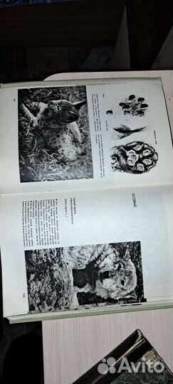 А.Б.Герцег Охота в иллюстрациях