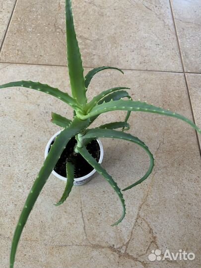 Алоэ лечебный