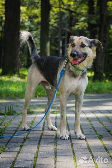 Добрая собака из приюта ищет дом