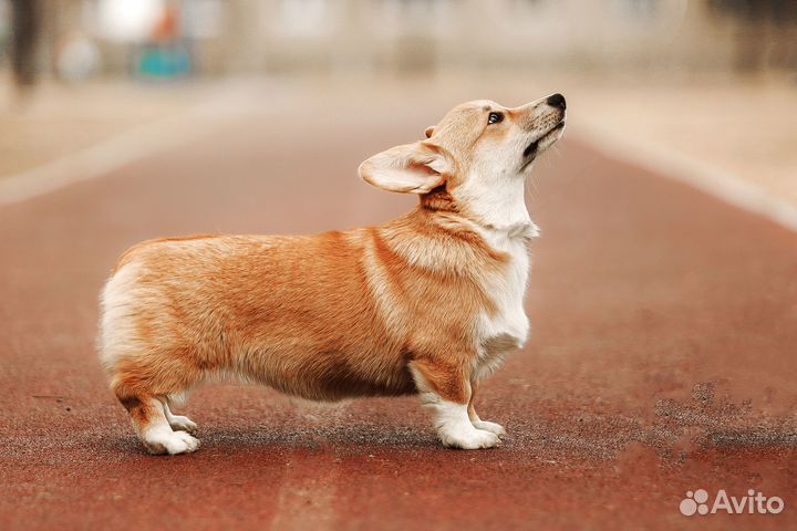 Щенок корги