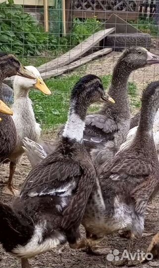 Утка башкирка