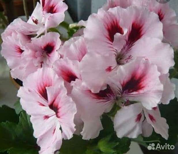 Пеларгония герань