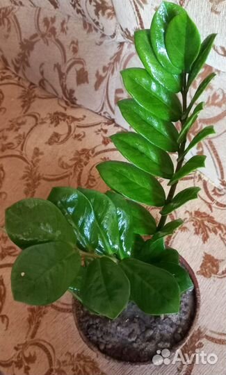 Замиакулькас