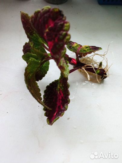 Черенки колеуса Аватар