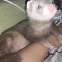 Домашний хорек коломна