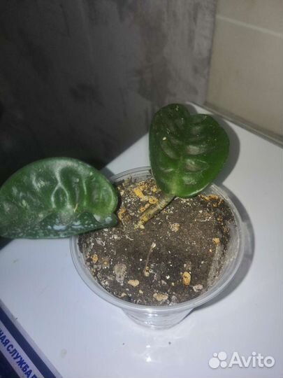 Хойя редкие сорта