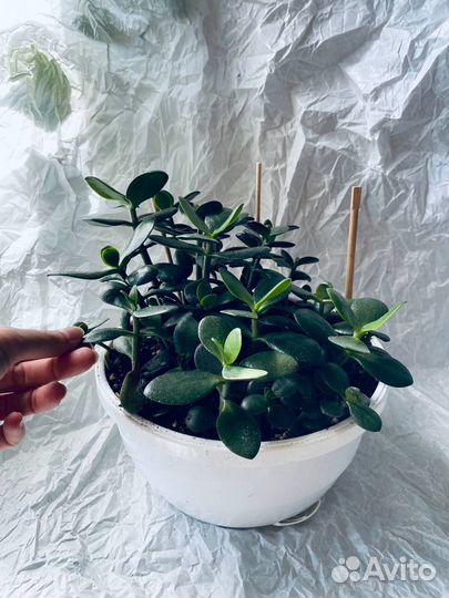 Денежное дерево, толстянка